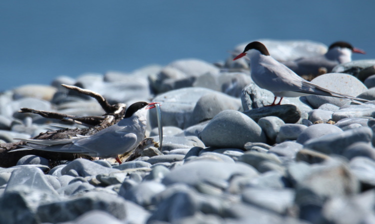 Arctic Tern with sandlance, North Brother - July 17 2022 - Luc Bilodeau photo