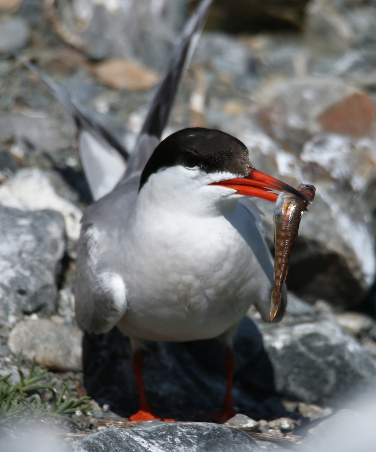 Common Tern with pollock, North Brother - July 17 2022 - Luc Bilodeau photo