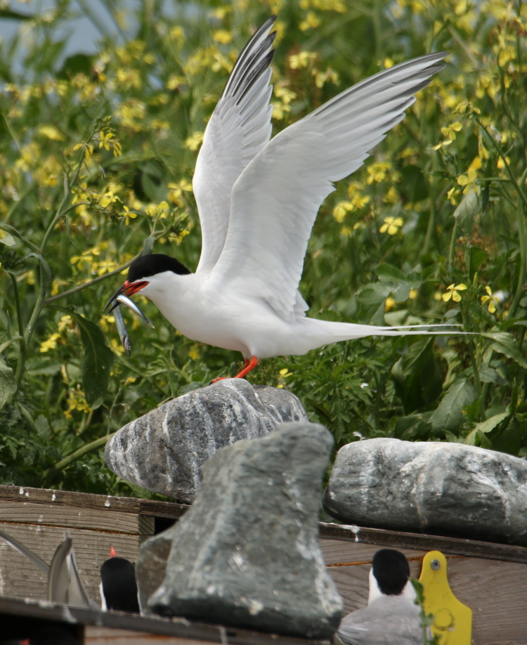 Roseate Tern with sandlance, North Brother - July 5 2022 - Luc Bilodeau photo