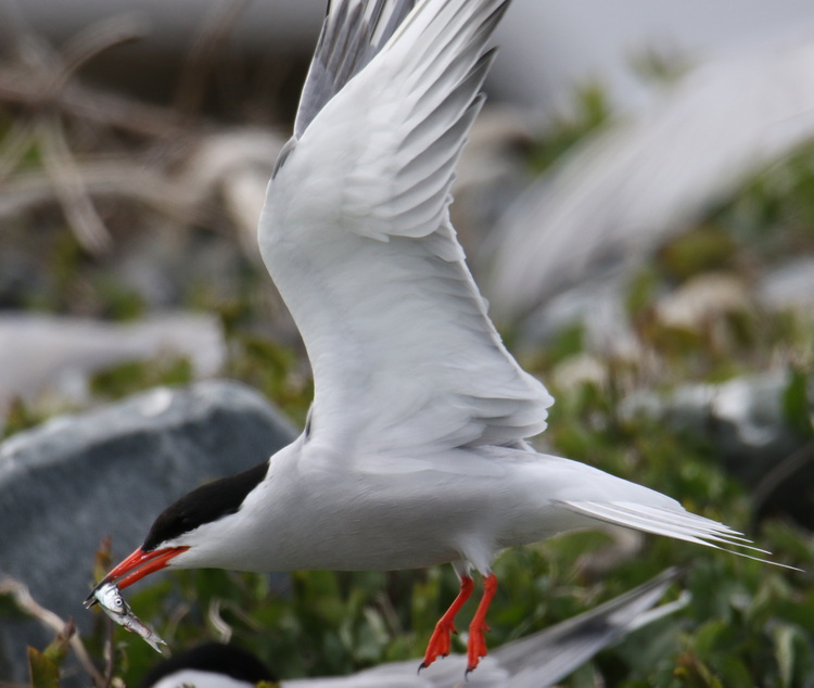 Common Tern carrying herring - North Brother, May 26, 2022 - Luc Bilodeau photo