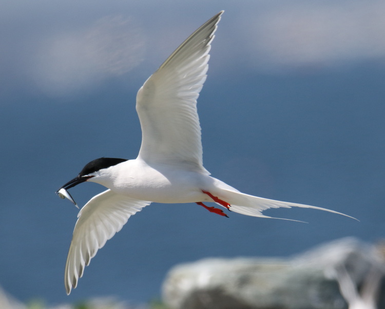 Roseate Tern with hake - North Brother, May 30, 2022 - Luc Bilodeau photo