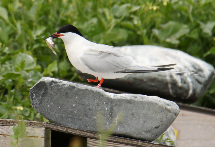 Roseate Tern L33 with hake, North Brother - July 8 2022 - Luc Bilodeau photo