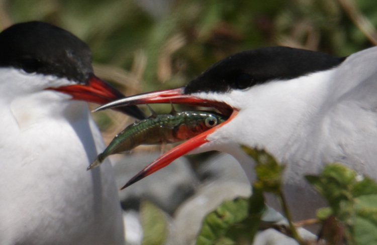 Common Tern with stickleback - North Brother, May 30, 2022 - Luc Bilodeau photo
