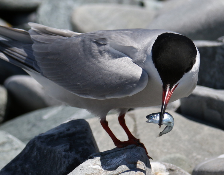 Common Tern with hake - North Brother, June 3, 2022 - Luc Bilodeau photo