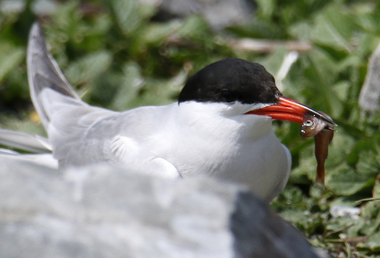 Common Tern with pollock - North Brother, June 3, 2022 - Luc Bilodeau photo