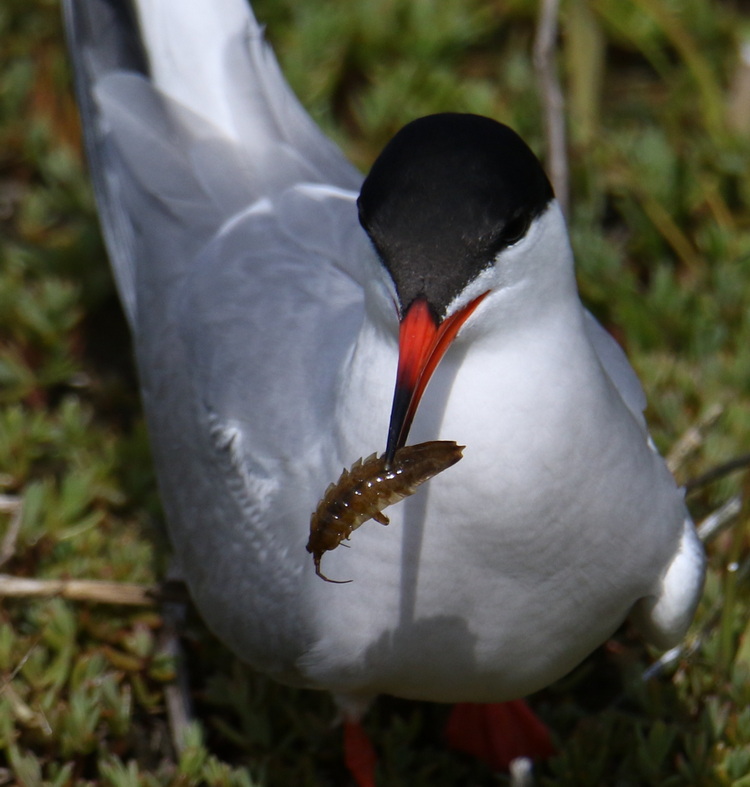 Common Tern with isopod - North Brother, June 3, 2022 - Luc Bilodeau photo
