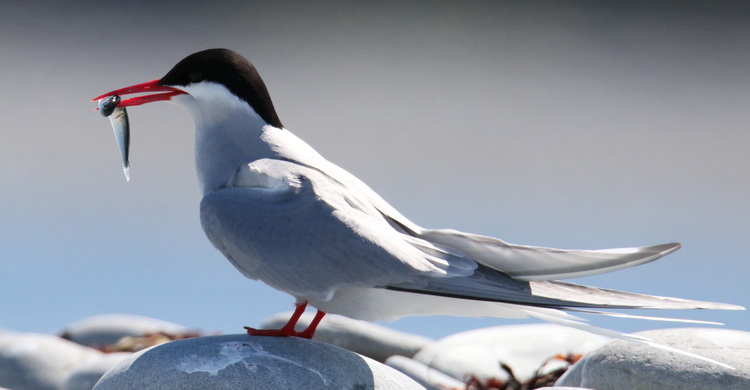 Arctic Tern with hake - North Brother, June 6, 2022 - Luc Bilodeau photo
