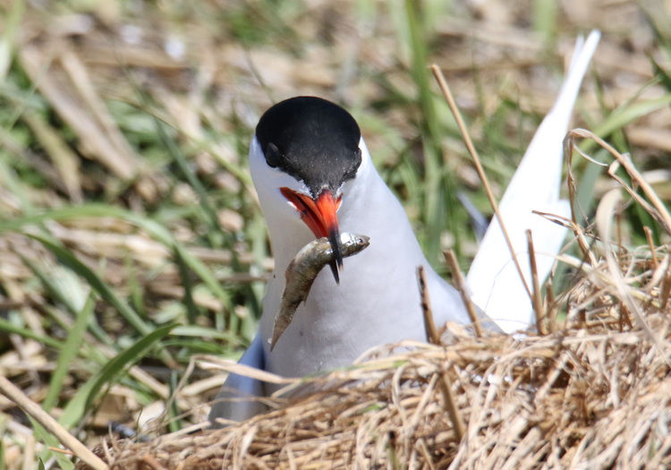 Common Tern with mummichog - North Brother, June 6, 2022 - Luc Bilodeau photo