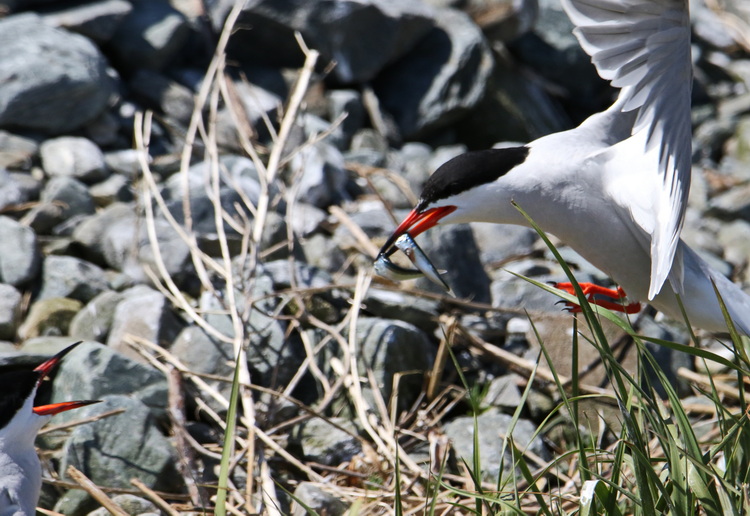 Common Tern carrying two hake - North Brother, June 7, 2022 - Luc Bilodeau photo
