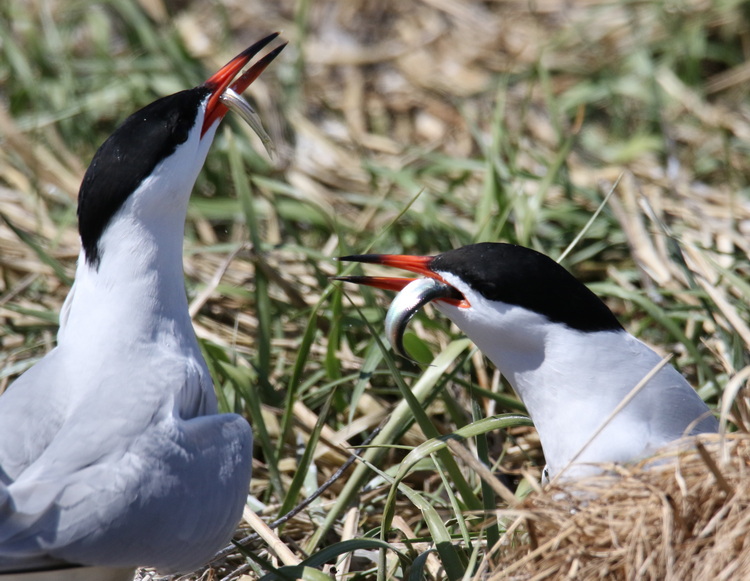 Common Terns sharing their catch of herring - North Brother, June 7, 2022 - Luc Bilodeau photo