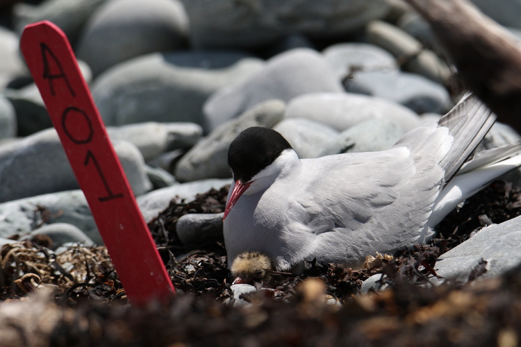 Arctic Tern with chick at monitored nest A01 - North Brother, June 15, 2022 - Luc Bilodeau photo