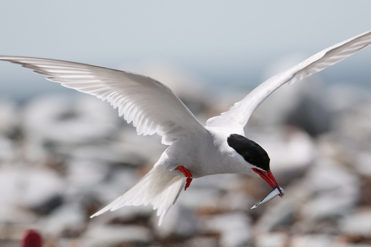 Arctic Tern with hake - North Brother, June 15, 2022 - Luc Bilodeau photo