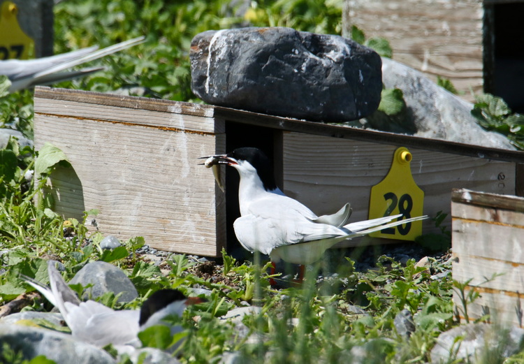 Roseate Tern with hake - North Brother, June 16, 2022 - Luc Bilodeau photo