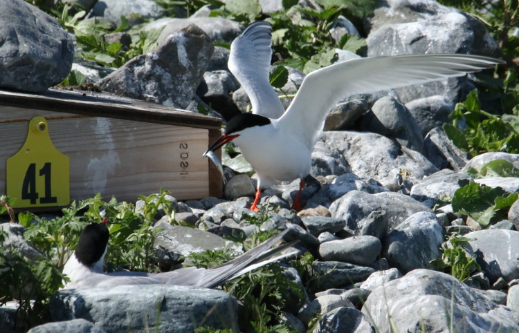 Roseate Tern with herring - North Brother, June 16, 2022 - Luc Bilodeau photo
