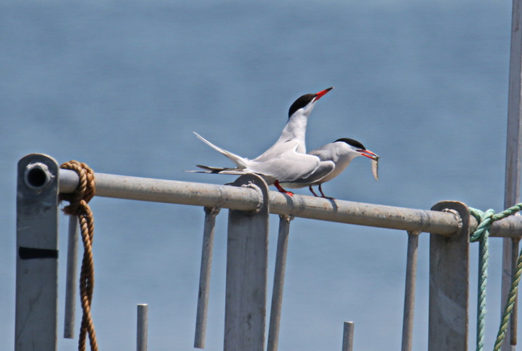 Common tern courtship feeding North of Wharf #1 Dennis Point - June 26 2022 - Luc Bilodeau photo