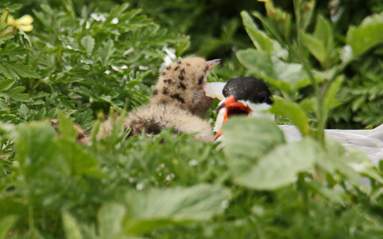 Common Tern chick eating meaty fish bit, North Brother - June 29 2022 - Luc Bilodeau photo