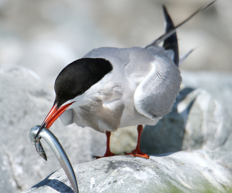 Common Tern with sandlance, North Brother - July 10 2022 - Luc Bilodeau photo