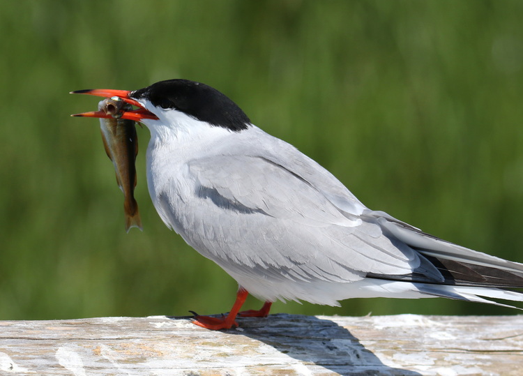 Common Tern with pollock, North Brother - July 10 2022 - Luc Bilodeau photo