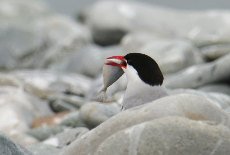 Arctic Tern with butterfish, North Brother - July 16 2022 - Luc Bilodeau photo