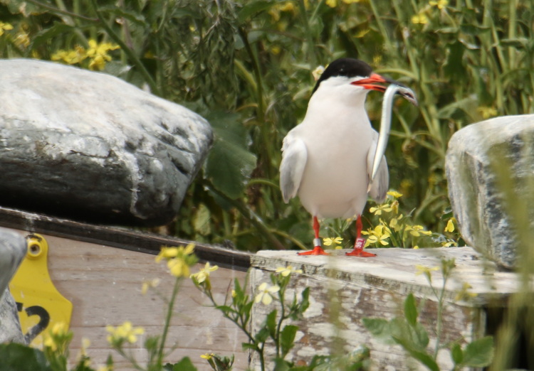 Roseate Tern L96 with sandlance, North Brother - July 16 2022 - Luc Bilodeau photo