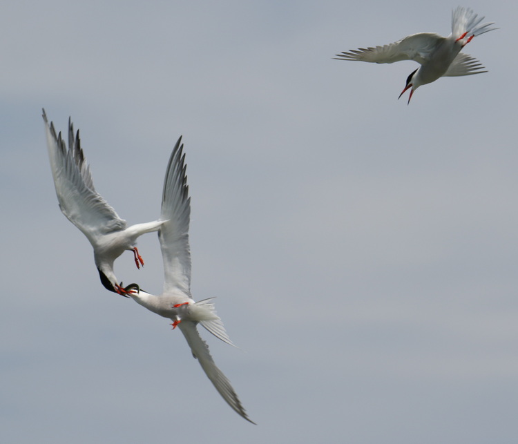 Common Terns in flight fighting over probable sandlance, North Brother - June 30 2022 - Luc Bilodeau photo