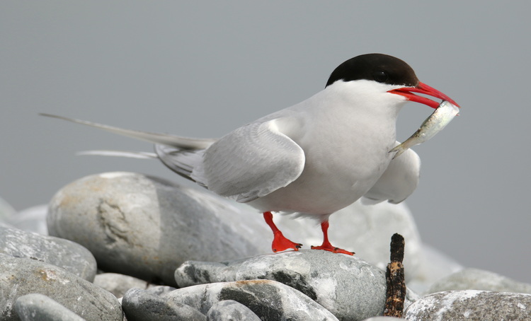 Arctic Tern with herring, North Brother - July 16 2022 - Luc Bilodeau photo