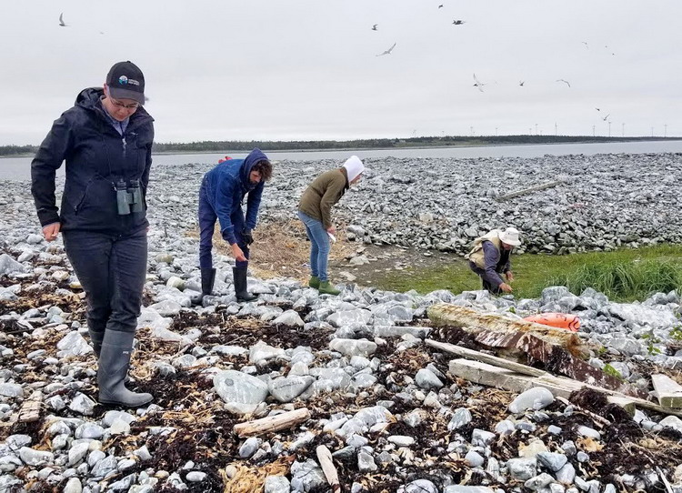 Working the tern nest count - North Brother, NS, June 14, 2020 - Alix d'Entremont photo