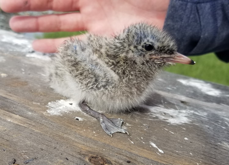 Roseate Tern chick, North Brother, NS, June 27, 2020 - Alix d'Entremont photo