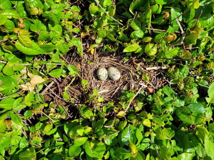 Common Tern nest in Poison Ivy, Île Chespêque - June 19, 2022 - Alix d'Entremont photo