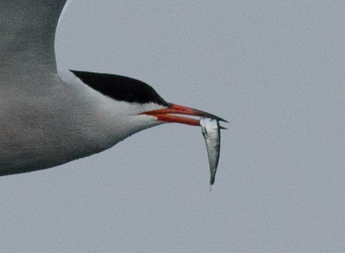 Common Tern carrying fish - North Brother, NS, June 3, 2020 - Alix d'Entremont photo