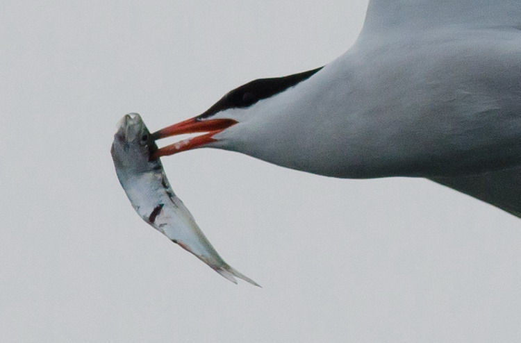 Common Tern carrying herring - North Brother, NS, June 3, 2020 - Alix d'Entremont photo