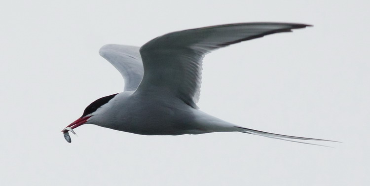 Arctic Tern carrying fish - North Brother, NS, June 3, 2020 - Alix d'Entremont photo