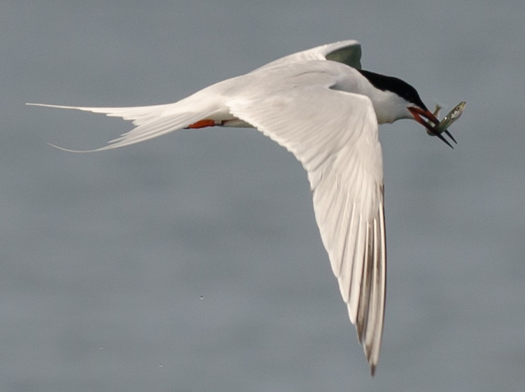 Roseate Tern with sandlance? - July 1, 2022 - Alix d'Entremont photo