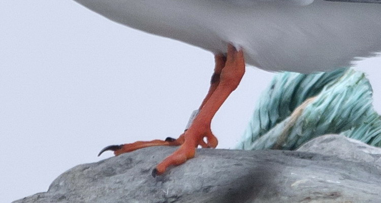 The deformed foot - North Brother, NS, May 31, 2020 - Ted D'Eon photo