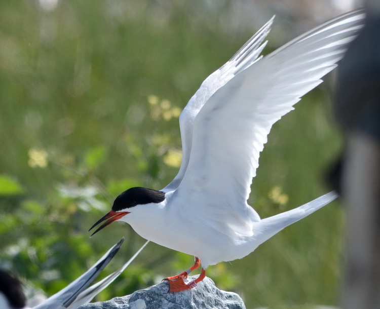 Roseate Tern L93 - North Brother, NS, July 7, 2020 - Ted D'Eon photo