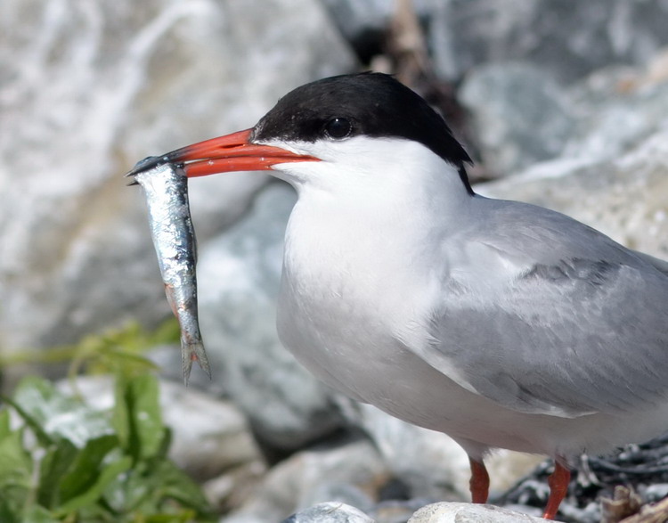Common Tern with Herring - North Brother, NS, July 7, 2020 - Ted D'Eon photo