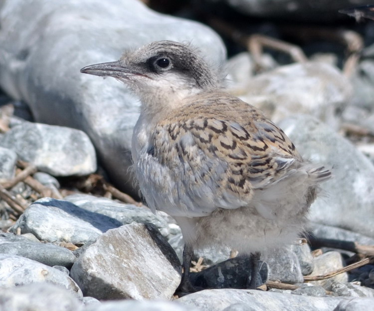 Roseate Tern chick - North Brother, NS, July 7, 2020 - Ted D'Eon photo