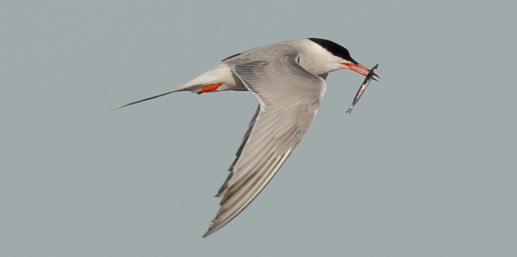 Common Tern carrying sandlance - May 25, 2022 - Alix d'Entremont photo