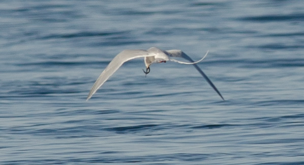 Roseate Tern carrying sandlance - May 25, 2022 - Alix d'Entremont photo