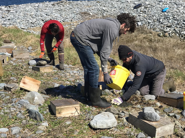 Setting up Roseate Tern nesting shelters, North Brother - April 18 2022 - Ted D'Eon photo