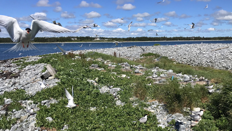 The Roseate Tern nesting area on North Brother - June 22 2022 - Ted D'Eon photo