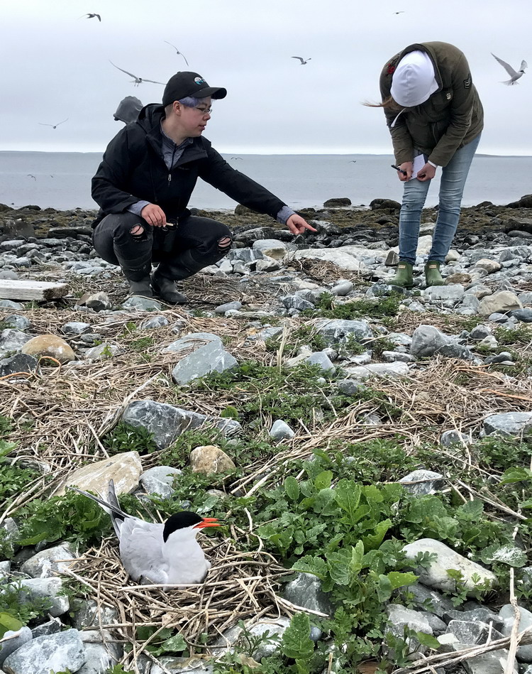 Kathleen and Ingrid documenting tern nests - North Brother, NS, June 14, 2020 - Ted D'Eon photo