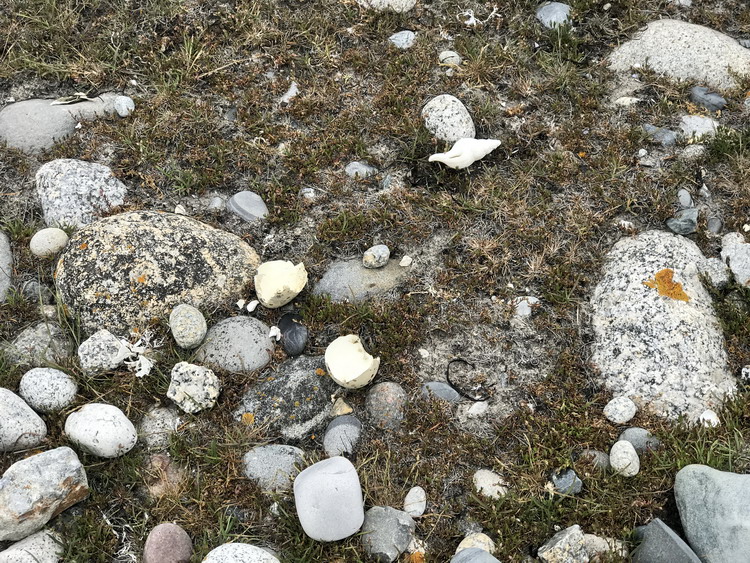 Depredated Common Eider eggs - Flat Island, NS, June 23, 2020 - Ted D'Eon photo