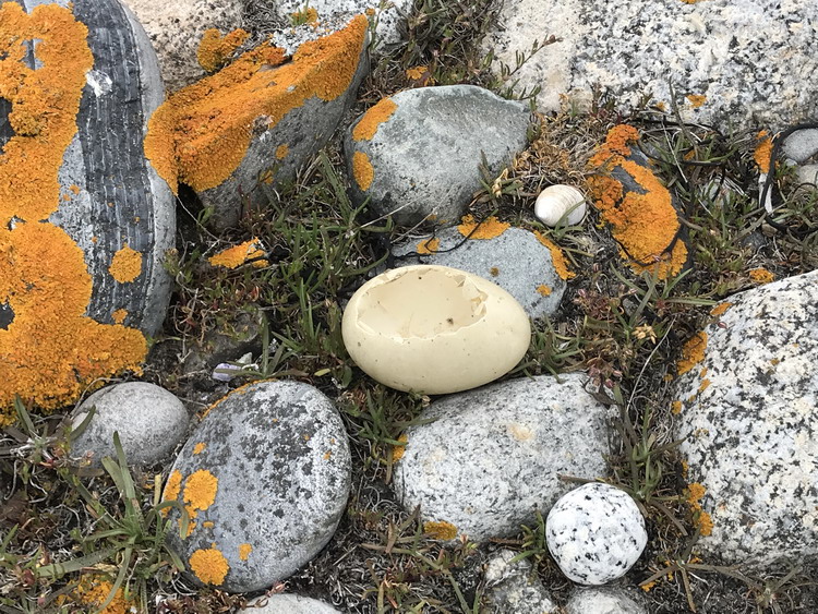 Depredated Common Eider egg - Flat Island, NS, June 23, 2020 - Ted D'Eon photo