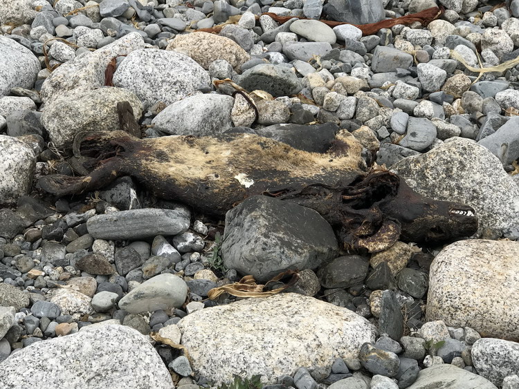 Grey Seal carcass - Flat Island, NS, June 23, 2020 - Ted D'Eon photo
