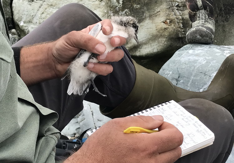 Shawn, recording the banding data - North Brother, NS, July 16, 2020 - Ted D'Eon photo