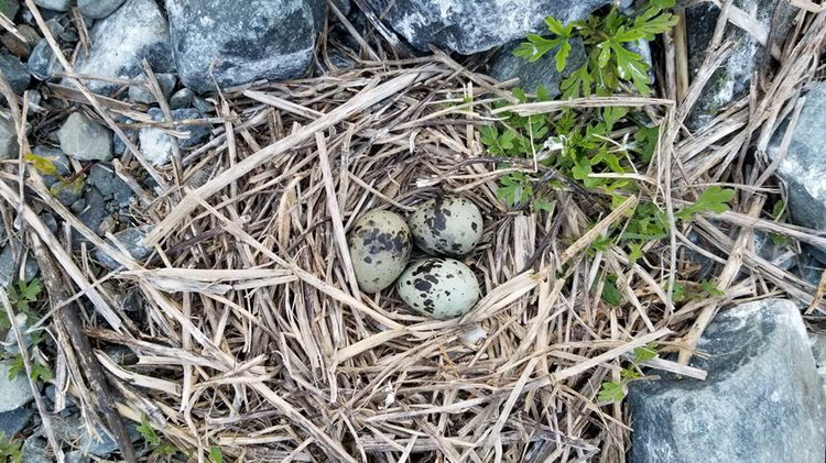 Nest of possible Roseate x Common Tern hybrid - North Brother, NS, June 3, 2020 - Alix d'Entremont photo