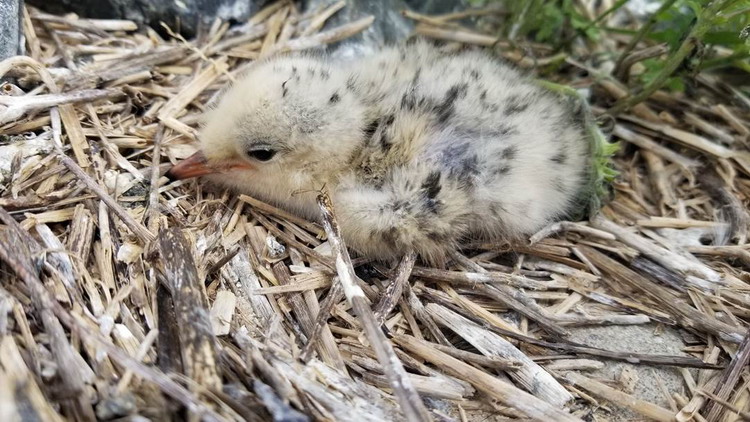 Hybrid? Roseate Tern chick, North Brother, NS, June 21, 2020 - Alix d'Entremont photo