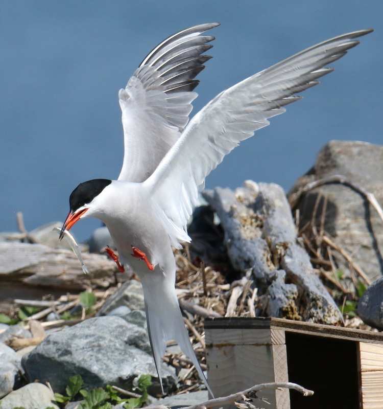Common Tern with juvenile herring. North Brother - May 15, 2024 - photo by Luc Bilodeau