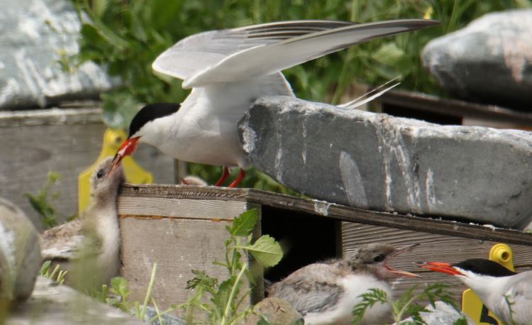 Common Tern feeding fish bits to chick, North Brother - July 5 2022 - Luc Bilodeau photo
